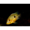 Pearl Eartheater / Geophagus brasiliensis 3inch