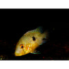 Load image into Gallery viewer, Pearl Eartheater / Geophagus brasiliensis 2-2.5inch