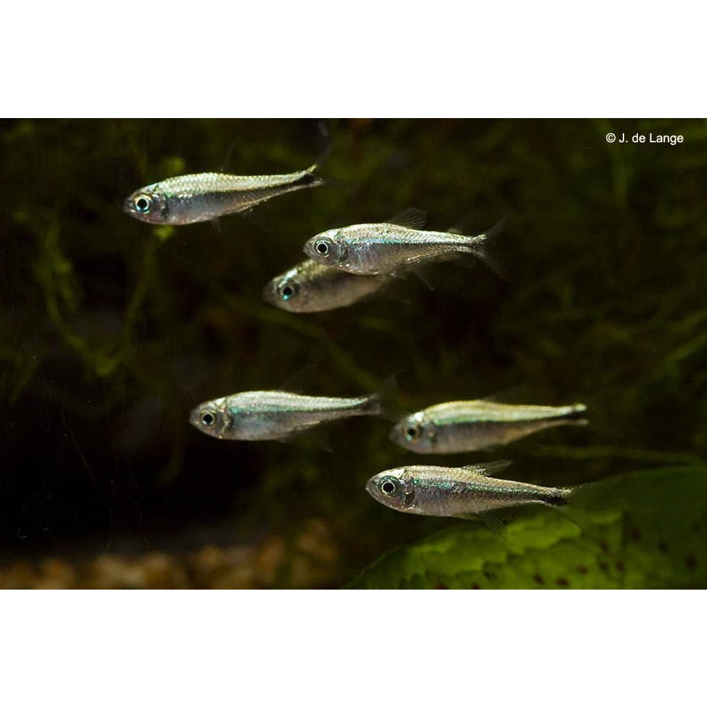Gold Tetra Best4Pets