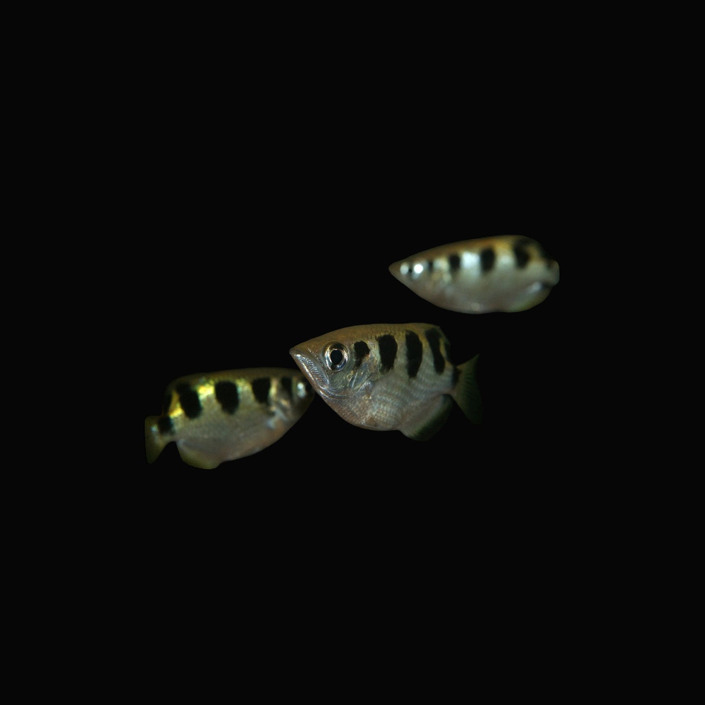 Golden Archer 2.5-3"