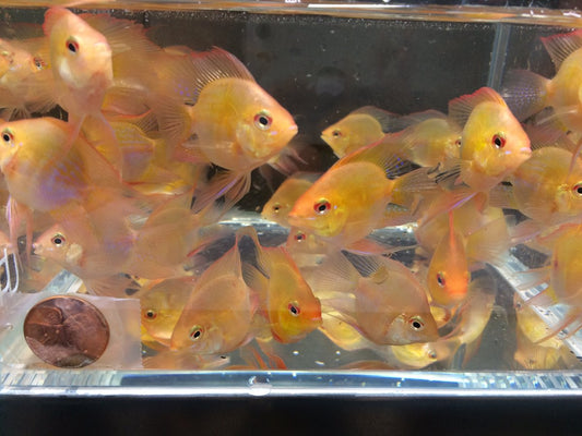 Golden Baloon Ramirezi (Pair)