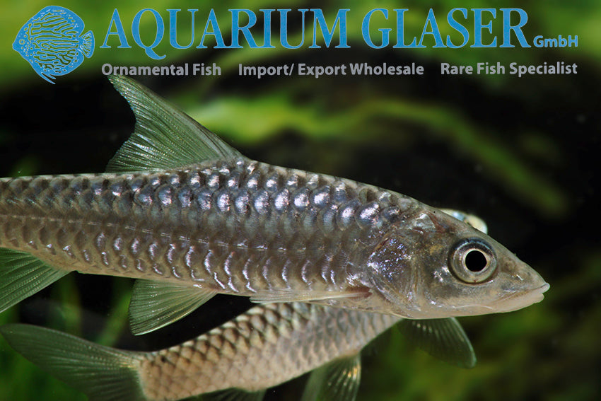 Golden mahseer 2inch