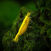 Golden Back Yellow shrimp