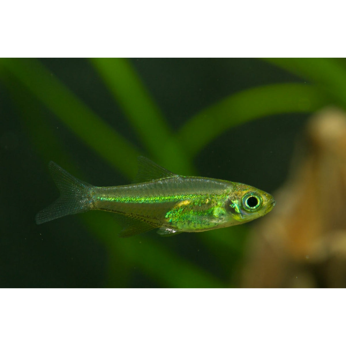 Larger Rasbora Buy Rasbora Fish Online at Best Offer – Best4Pets
