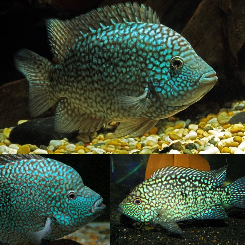 Texas Cichlid 4" - Best4Pets