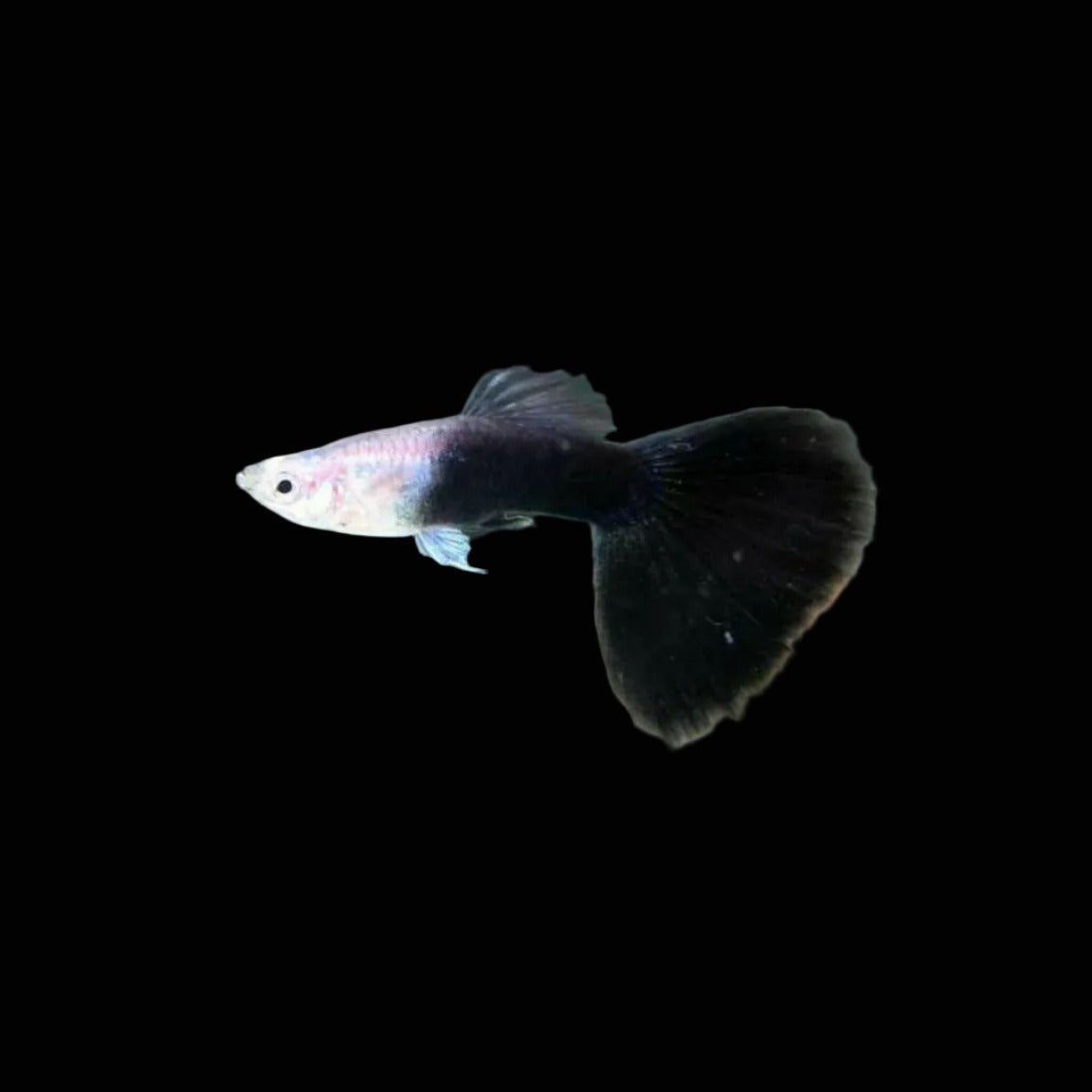 Half Black Guppy 2", Jumbo