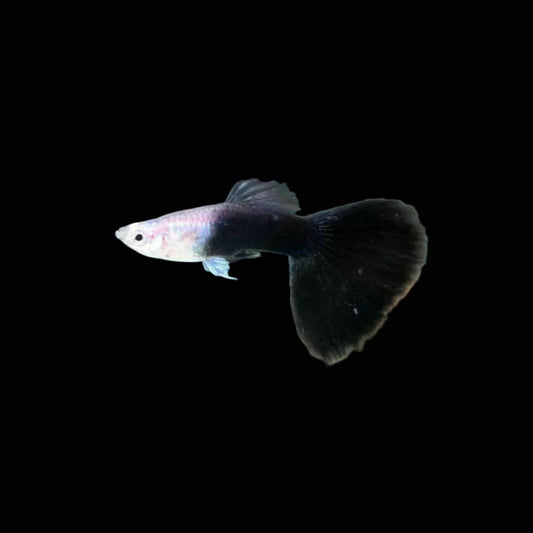 Half Black Guppy 2", Jumbo