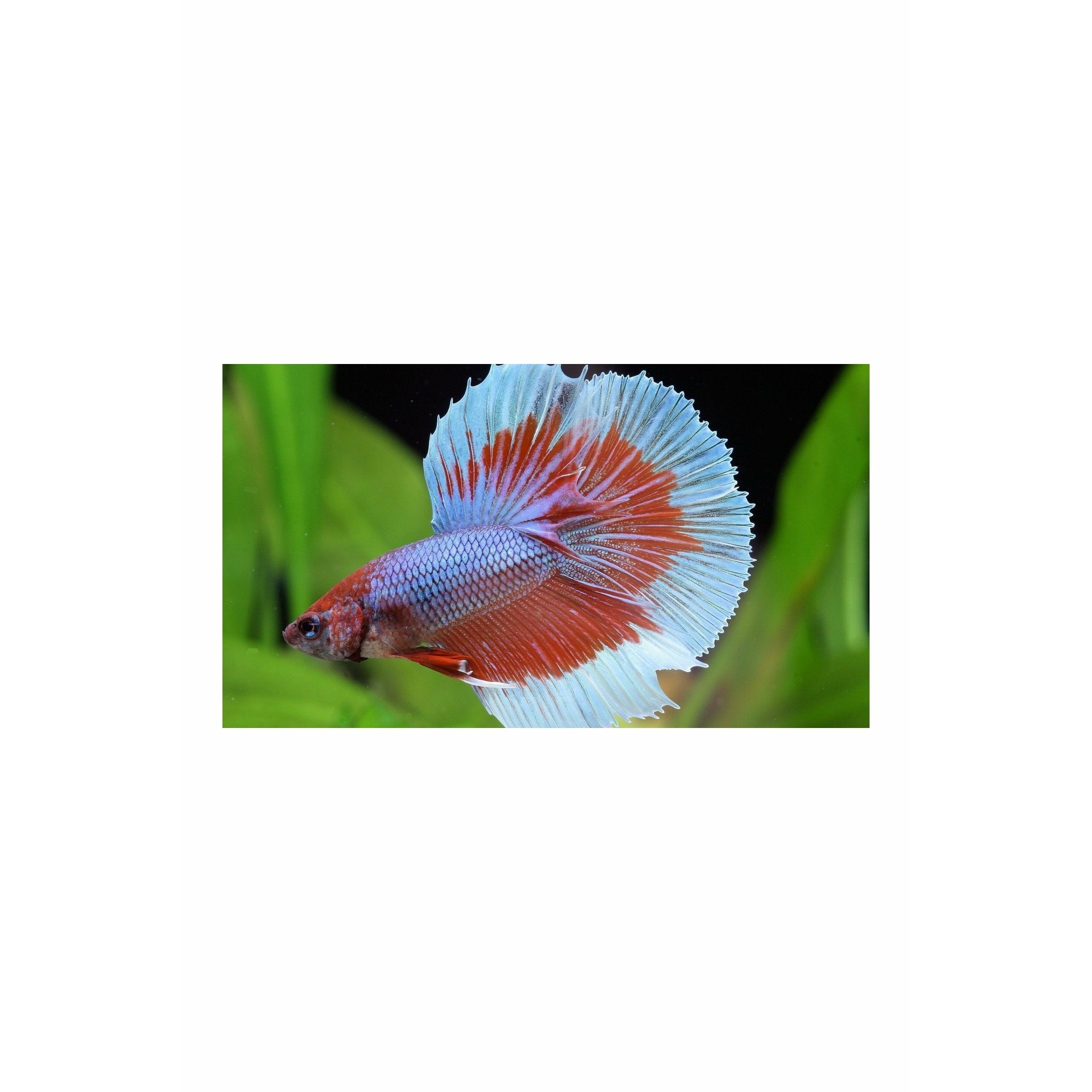 Import Halfmoon Betta