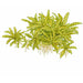 Pogostemon Helferi TC