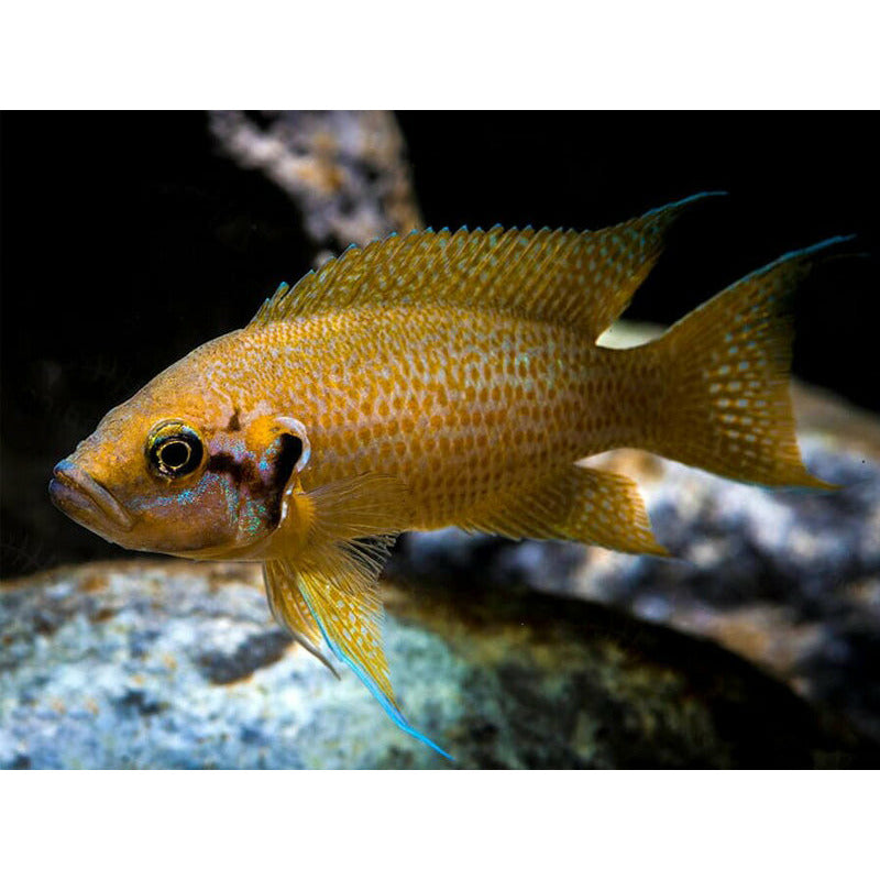 Helianthus Cichlid 1.25" - Best4Pets