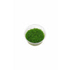 Hemianthus callitrichoides `Cuba` TC