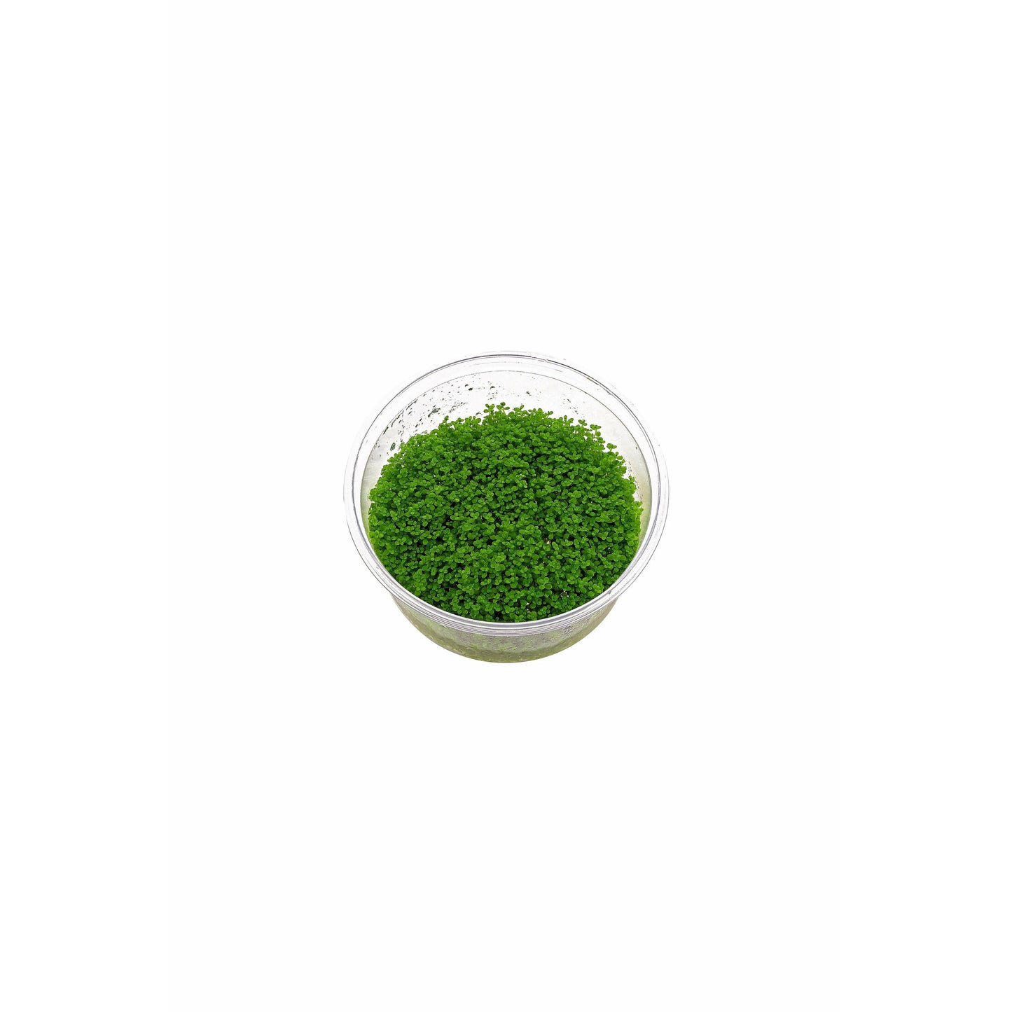 Hemianthus callitrichoides `Cuba` TC