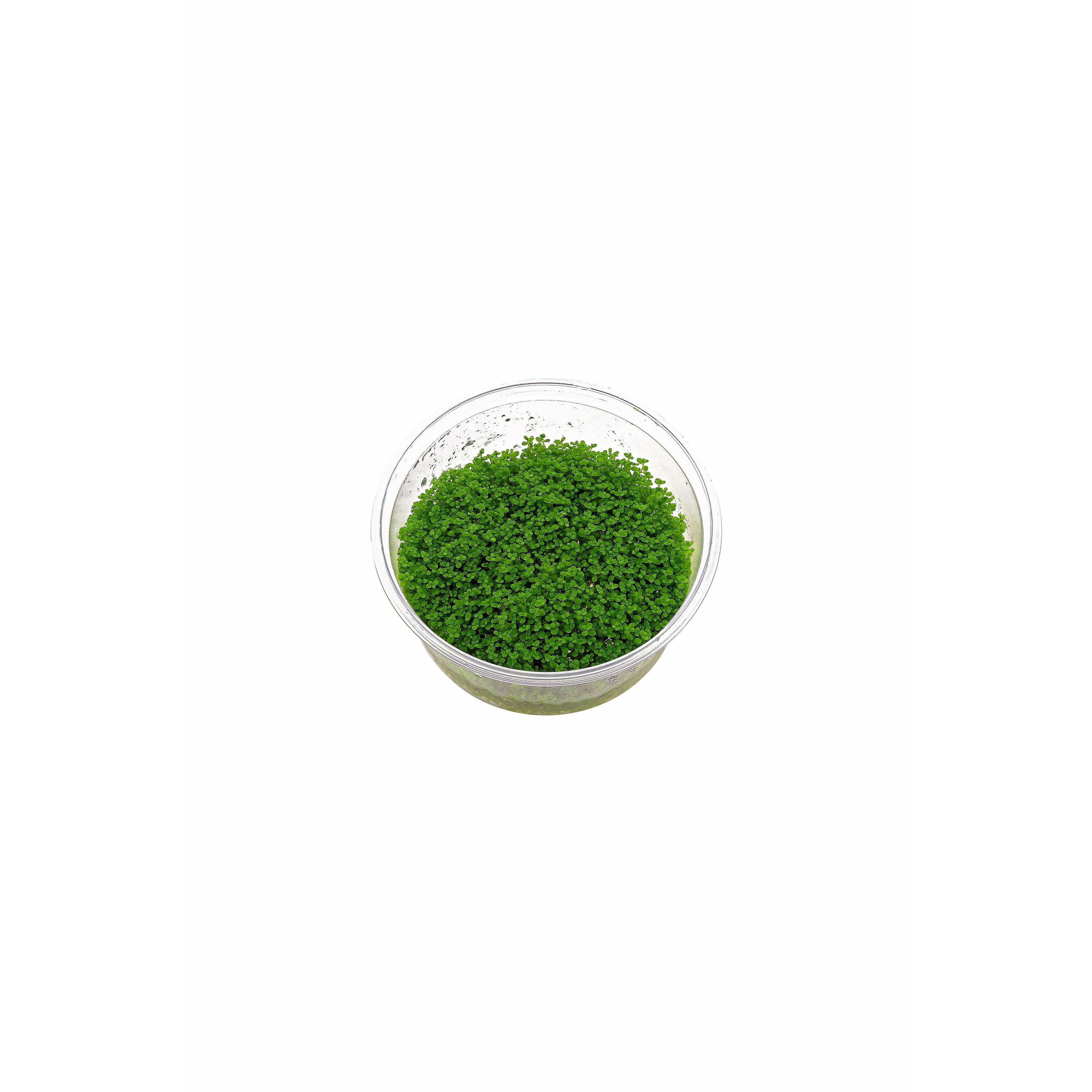 Hemianthus callitrichoides `Cuba` TC