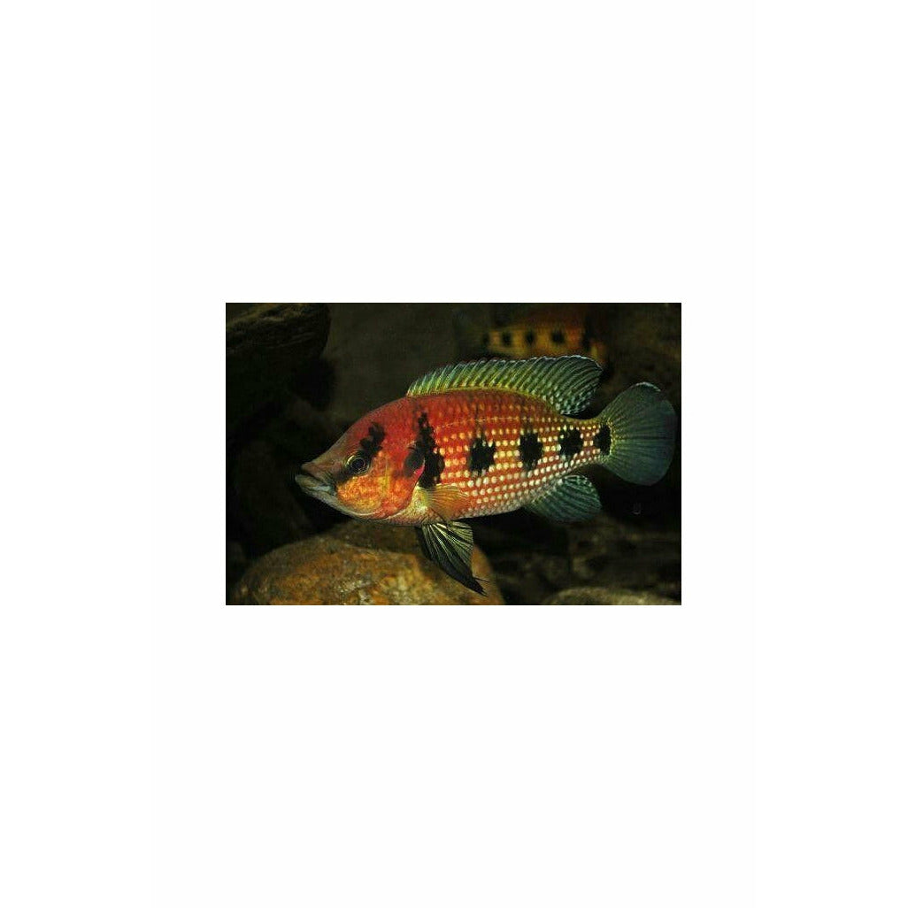 Hemichromis elongatus (Five Star General) 2.75"