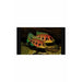 Hemichromis elongatus (Five Star General) 2.75