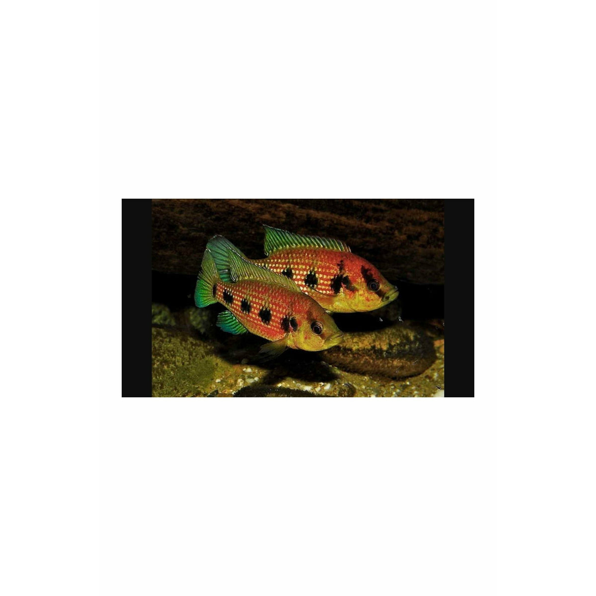 Hemichromis elongatus (Five Star General) 2.75"