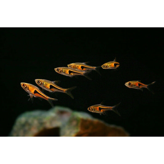 Hengeli Rasbora (Pair)