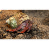 Hermit Crab - Best4Pets