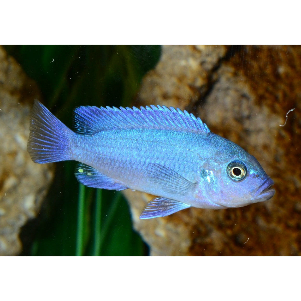 Hi Fin Blue Cichlid 3inch