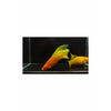 Hi Fin Mango Platy (Pairs - Male & Female)