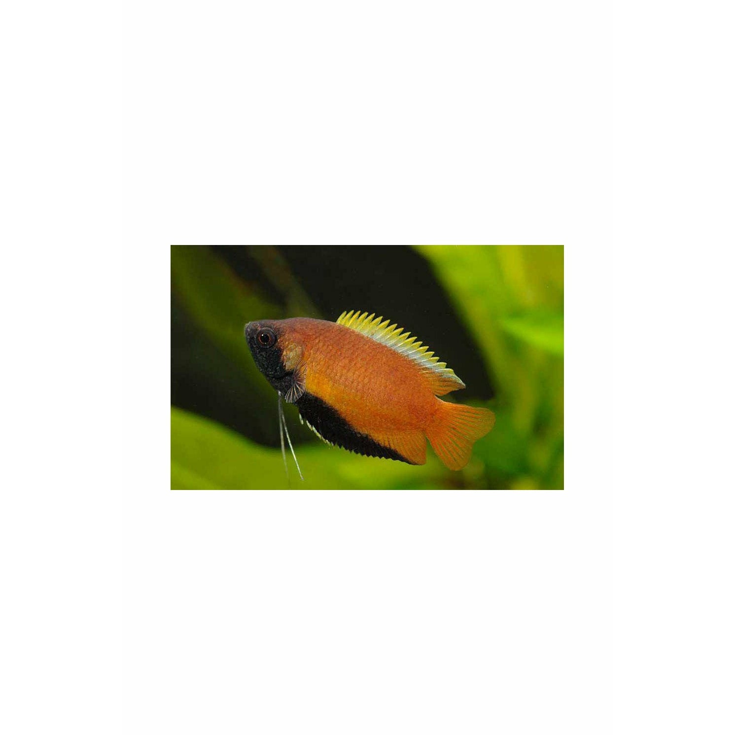 Honey Gourami, Wild, 1.5" (Rare)