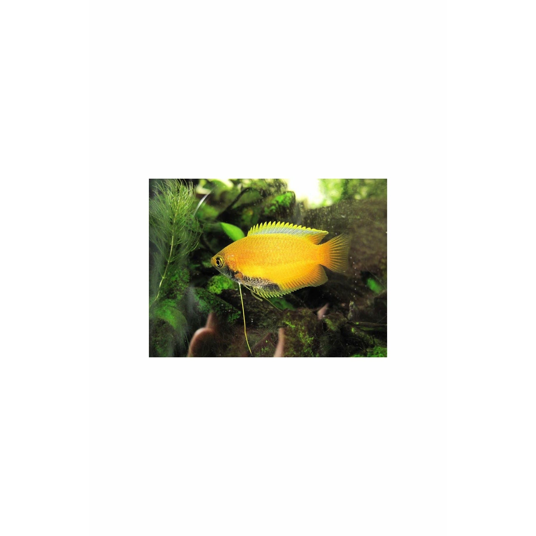 Honey Gourami, Wild, 1.5" (Rare)