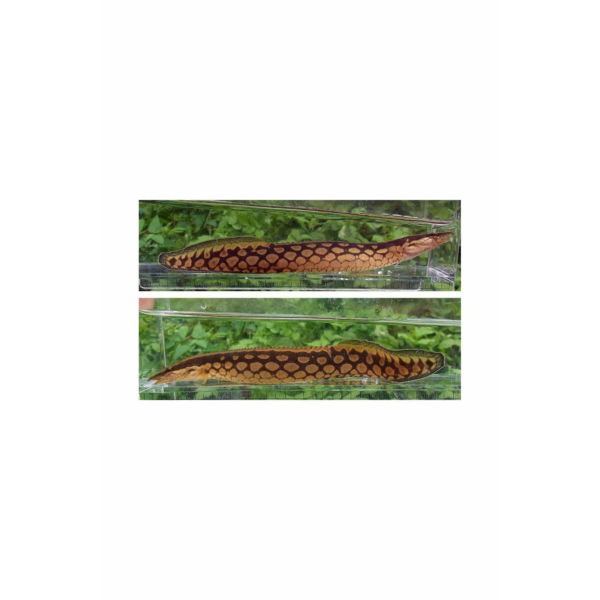 Mastacembelus armatus / Tyre-Track Eel 8"