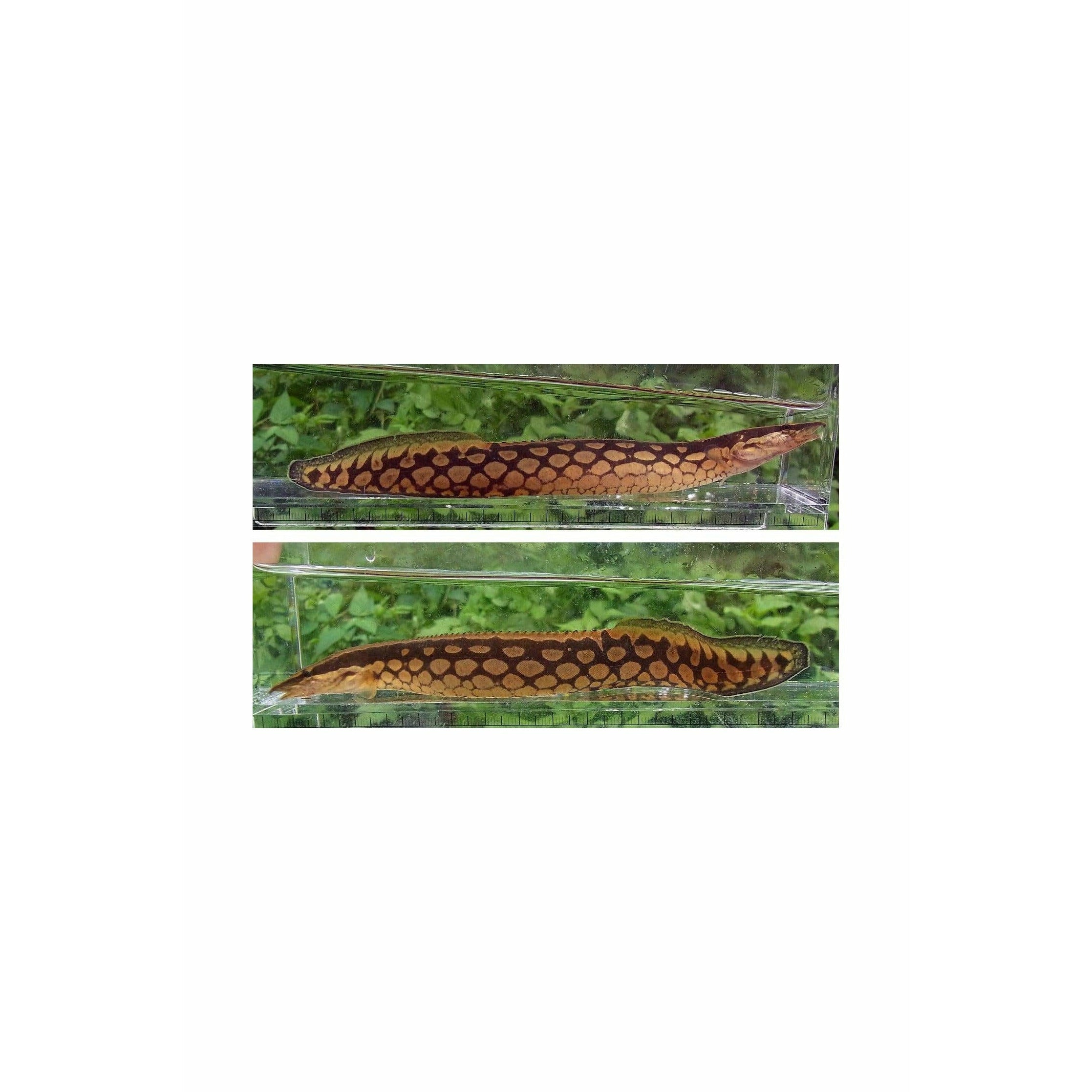 Mastacembelus armatus / Tyre-Track Eel 8"