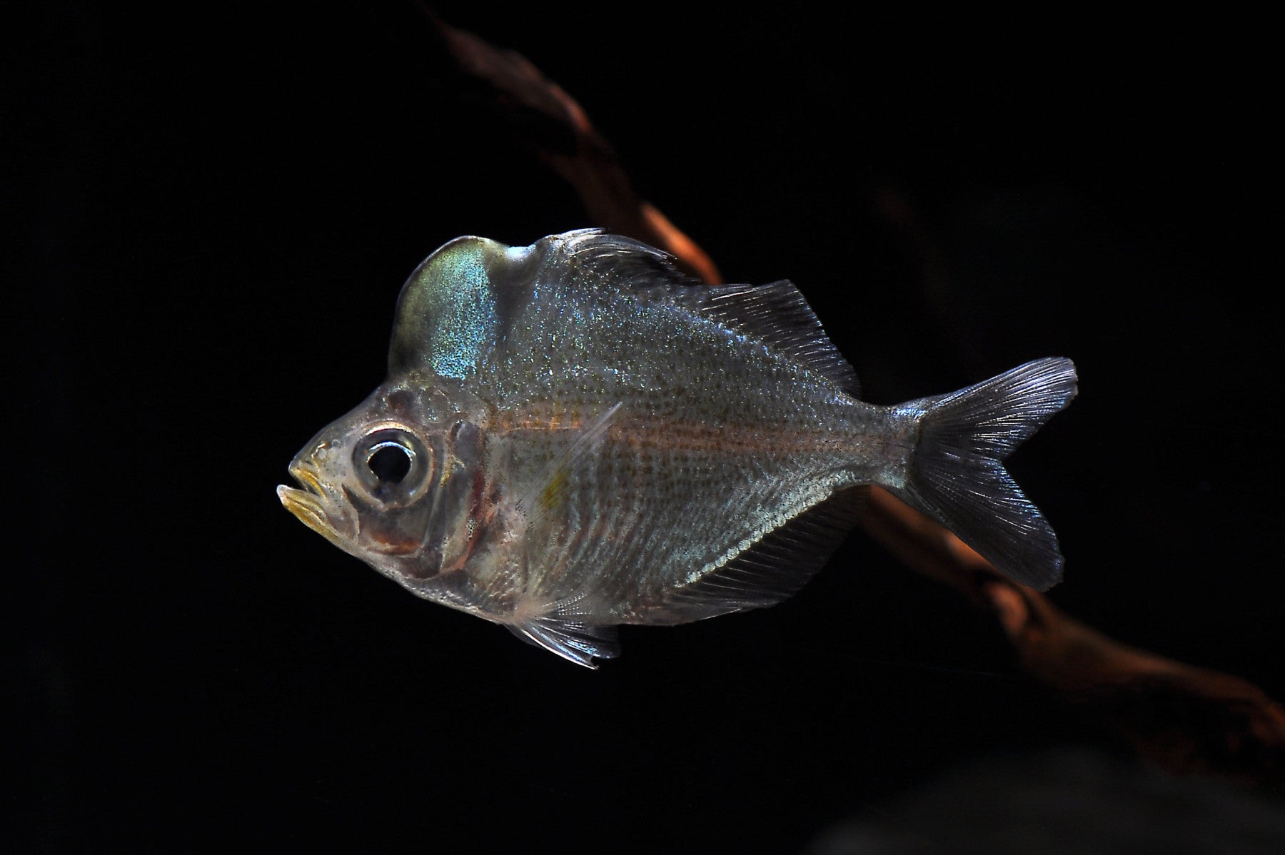 Hump Head Glassfish *Super Rare*