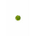Hydrocotyle verticillata TC