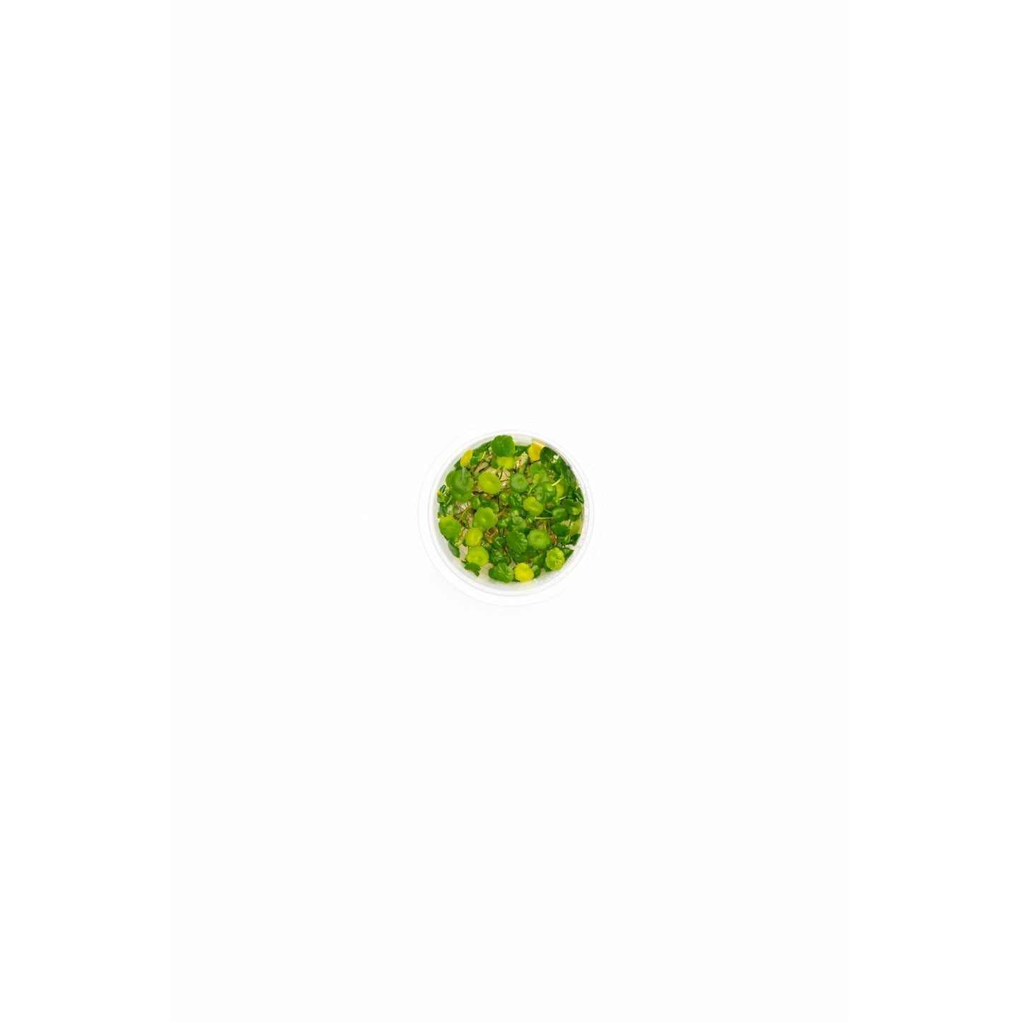 Hydrocotyle verticillata TC