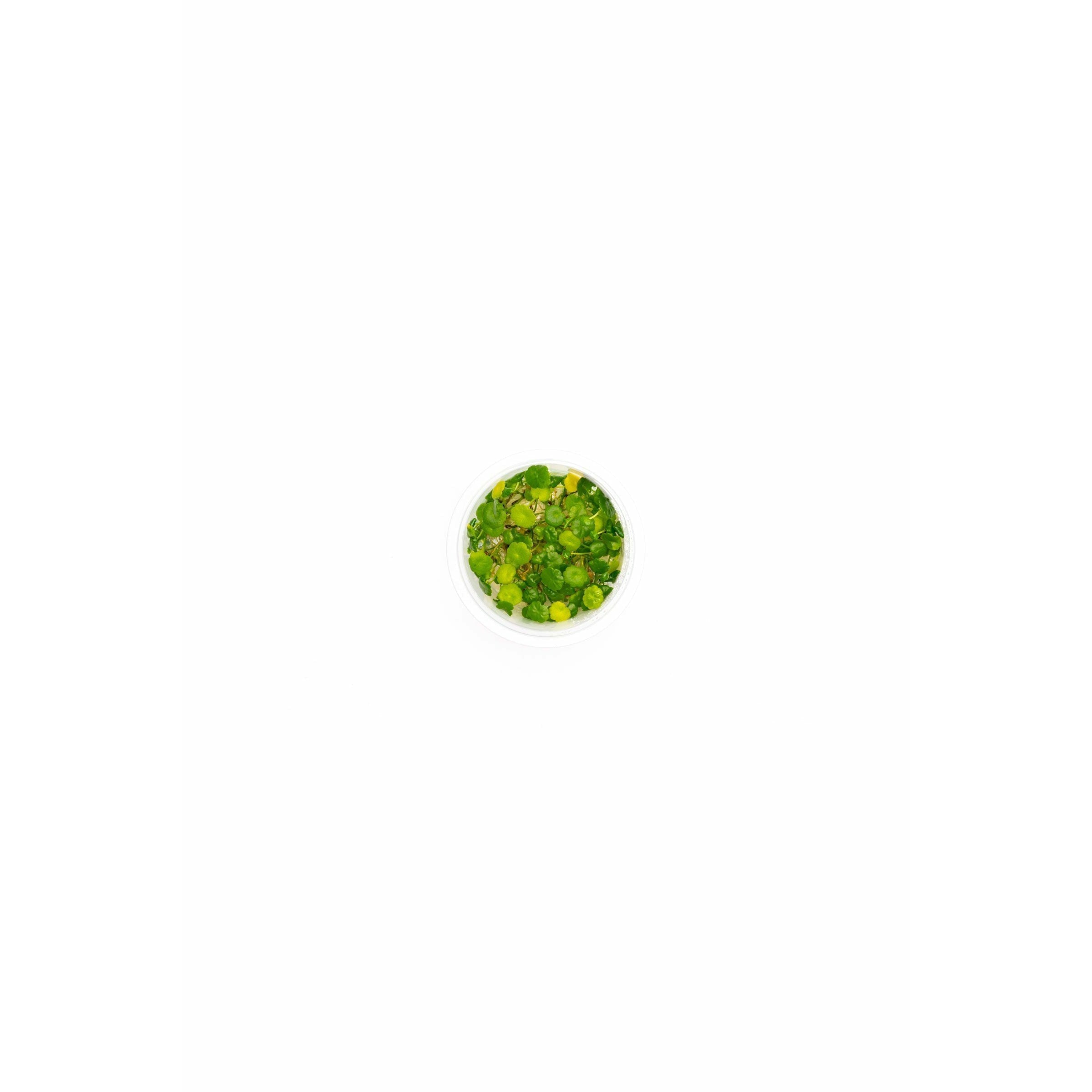 Hydrocotyle verticillata TC
