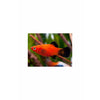 Red Wagtail Platy