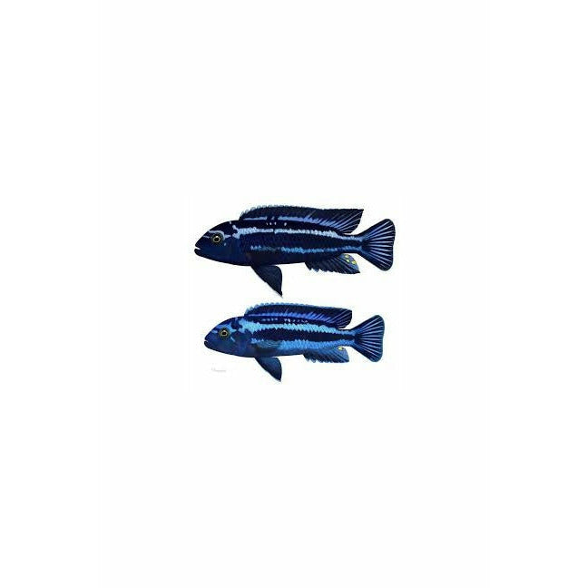 Blue Johanni Cichlid 2.5"