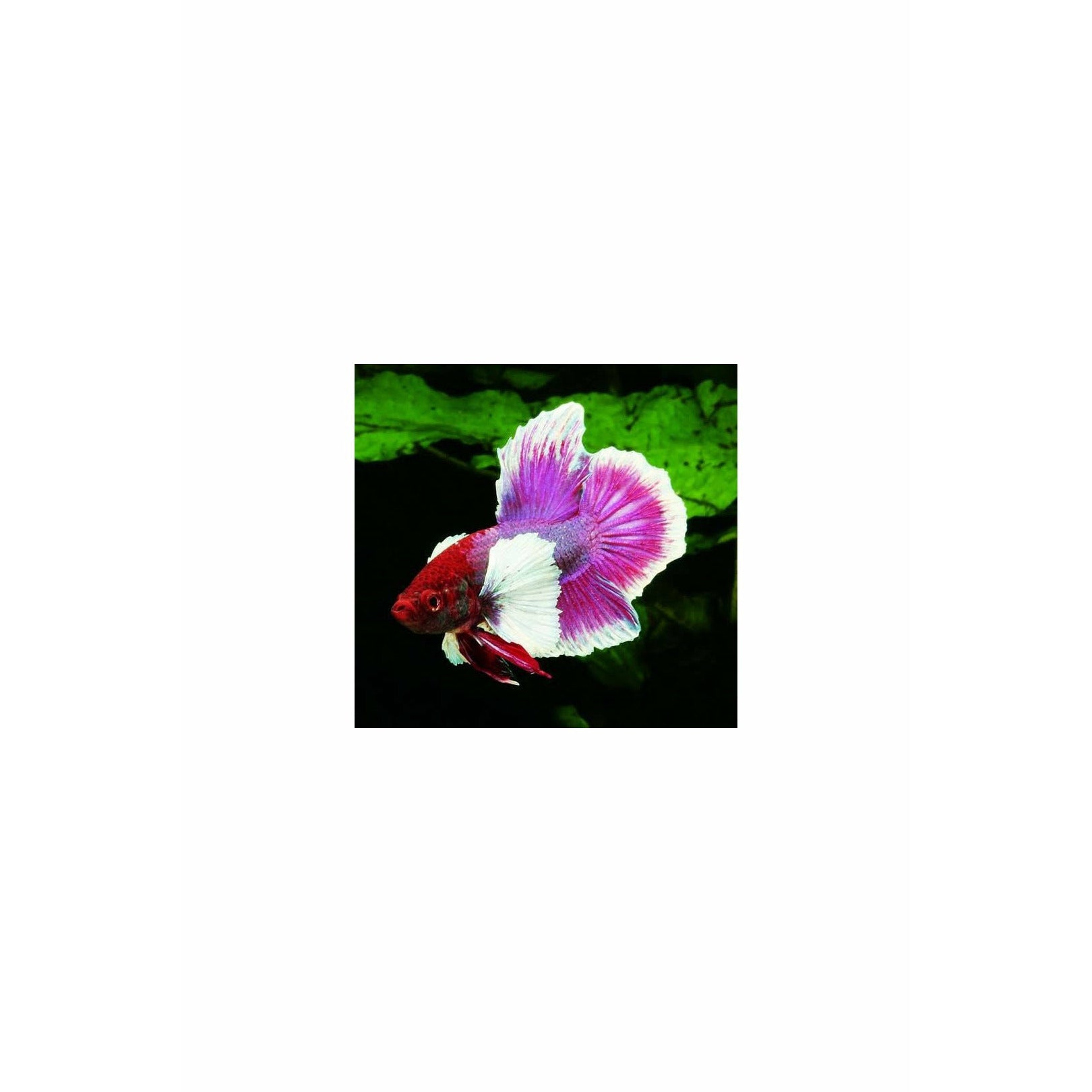 Import Elephant Ear Halfmoon Betta