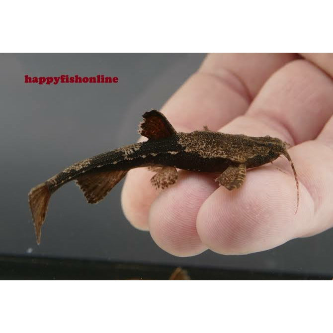 Banjo Catfish