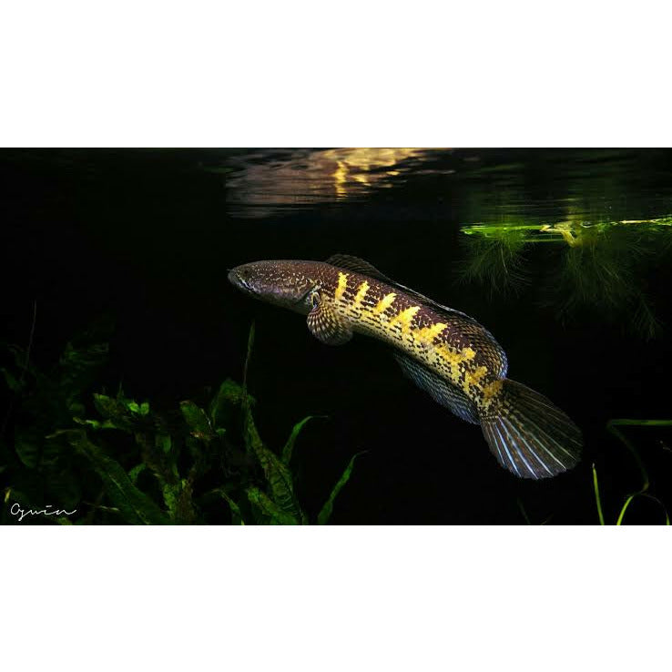 Golden Cobra Snakehead