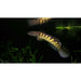 Golden Cobra Snakehead
