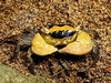 Batik Crab (Pair)