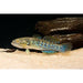 Purple Spotted Goby - Best4Pets