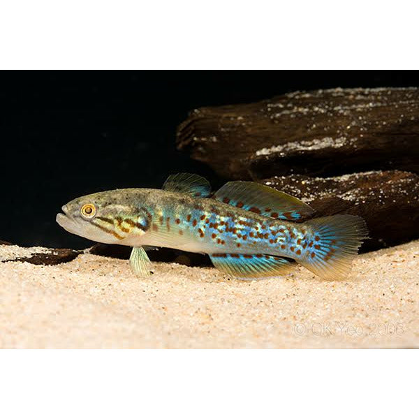 Purple Spotted Goby - Best4Pets
