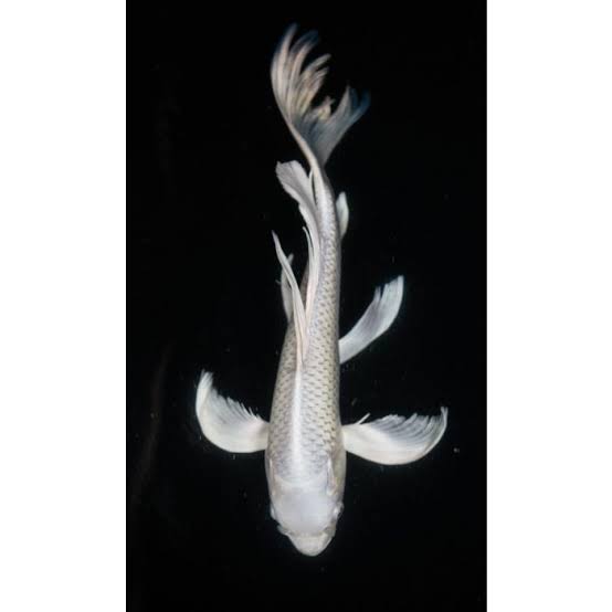 Platinum Ogon / Milky White Koi Carp (Non Veil Tail) 4-5inch