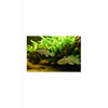 Load image into Gallery viewer, Knight Goby