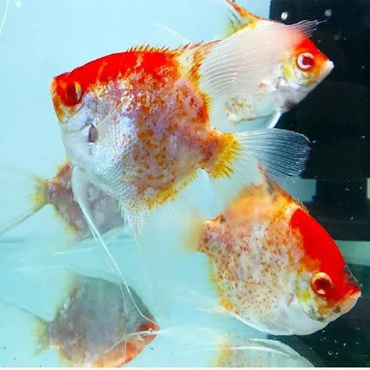Red Angelfish (Normal Eye) Pair