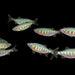 Blue Banded Trout 2