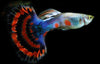 Guppy,Best4pets,Best4Pets.in,Onlinefishsale