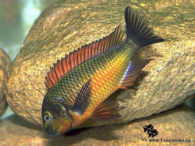 Tropheus kachese 5inch