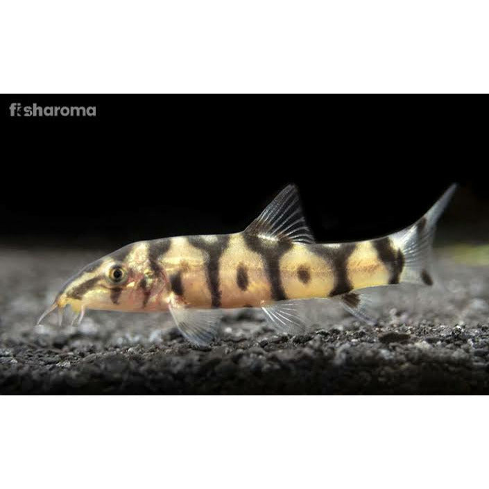 Yoyo Loach