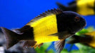Tropheus ikola 5inch