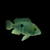 Green terror cichlid 2-2.5